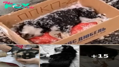 A Puppy Dying In The Snow Is Alive Thanks To The Power Of Love And Care