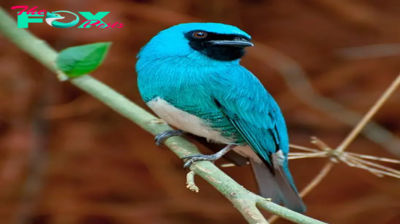 QL Unravel the mystery of the sapphire avian ‘hitman’ disguised as an onyx swallow tanager