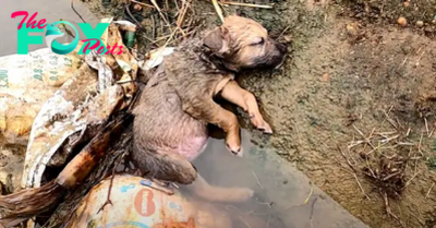 “Moments of Help: Little Dog Unconscious in a Ditch, Abandoned and in Need of Care”