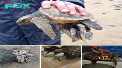 A Tiny barnacle-covered loggerhead turtle found on Northland’s Ninety Mile Beach