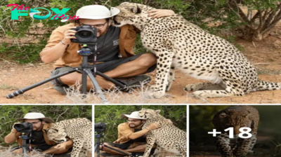 Lamz.Feline Affection: Photographer Stunned as Cheetah Embraces Him (Video)