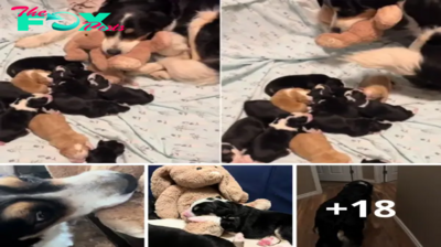 Lamz.Touching Hearts: The Heartwarming Ritual of a Mother Dog Bringing a Soft Toy to Bed