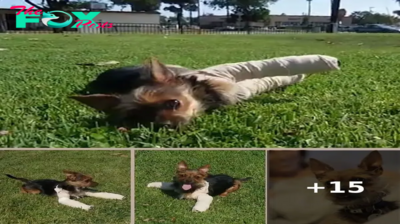They Broke Both His Front Legs & Dumped Him, He Kept Begging Strangers For Help