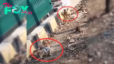 Crying Mama Dog Couldn’t Stop Hugging Her Puppy After Thinking That She Had Lost Him Forever