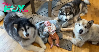 QT The World’s Safest Baby: Protected by Three Giant Dogs