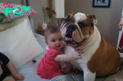 “The Level of Friendship: A Pitbull Dog and a 3-Year-Old Baby – A Touching Journey Reminiscent of Love”