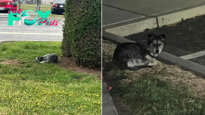Family Leaves Their Dog At A Parking Lot, He Spends Weeks Waiting For Them