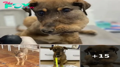 An OrphanPuppy With a Tumor Covering His Face Is Sad Because of Being Teased by Passersby
