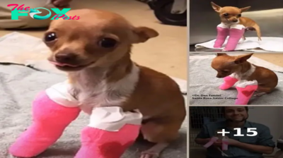 Small Chihuahua Saved From Dumpster Resting Now In Safe Hands