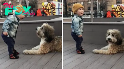 QT.”Captivating Millions: Baby Abby and Dog Emily Forge Heartwarming Bond During Their First Encounter on the Street”.QT – Newspaper World