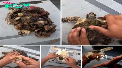 Rescuers help rescue tiny sea turtle covered in full of barnacles. This poor turtle needs a good peeling and cleaning. And they need it too.