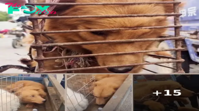 Poor Dog’s Face Is Deformed In Pain 😥 By Cage Chained, But Only Can Cry Softly Even Be Rescued