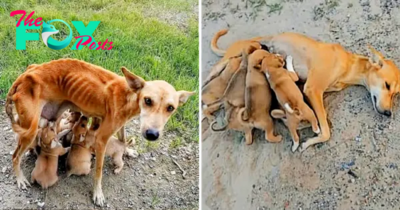 QT “Emerging from Despair: The Inspirational Tale of a Mother Dog’s Resilience, Rearing Her Six Puppies Through Adversity” – Animals Planet