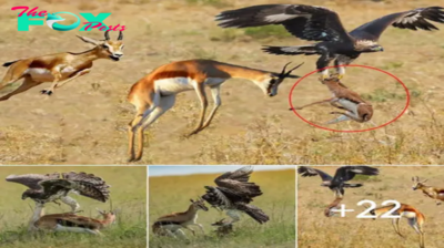 Gazelle Mother Trying Protect Her Children From The Eagle But fаіɩ – Gazelle Vs Eagle Real fіɡһt