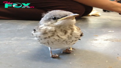 MS  “Injured Bird Fitted with Miniature ‘Snowshoes’ Makes Remarkable Recovery” MS