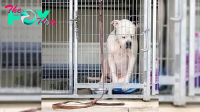 Rescuers Heartbroken To See A Dog Completely Shut Down From The World After Abandonment