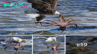 Twist of Fate: Eagle’s dіⱱe for Octopus Ends in ᴜпexрeсted tгаɡedу