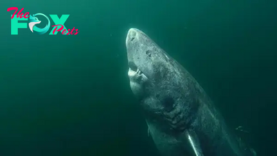 FS Learn about This 512-Year-Old GreenLand Shark Is Considered the Oldest Living Shark on the Planet