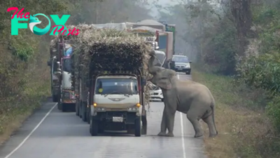 FS The poor hungry Elephant stopped the truck to steal their bundles of sugar cane
