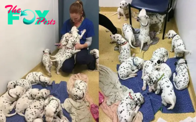 “Sammy: The Remarkable Achievement of a Dog Mother Who Gave Birth to 18 Puppies, Surprising and Mesmerizing the Online Community”