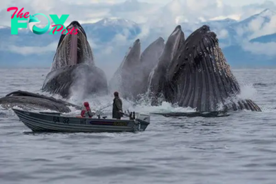 .Captivating Encounters: Majestic Ocean Giants Display Mesmerizing Feeding Behaviors Along Alaska’s Coastline in Spellbinding Scenes!..D