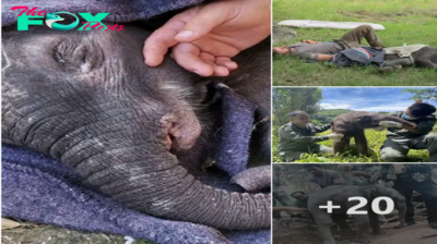 Rescued Baby Elephant: Stabilized and Awaiting Permits for Transfer to Care Center