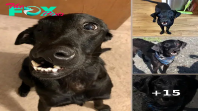 After A Successful Surgery, This Black Lab Born With A Cleft Lip And Cleft Palate Can Finally Enjoy Playing In Water