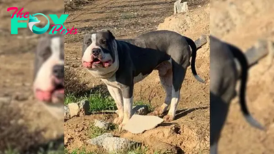 Rescuer Saves A Dog With A Chubby Face Then Realizes What Is Wrong With Him