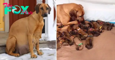 QT “Miracle in the Snow: Abandoned Expectant Canine Delivers 15 Adorable Pups, Defying All Odds”