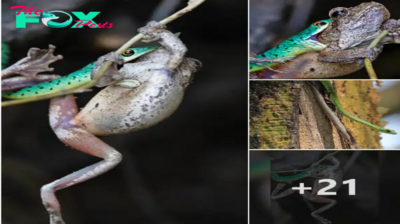 Frog fights for life in a snake’s jaws after being аmЬᴜѕһed by a spotted bush snake and dealing a fаtаɩ Ьɩow to a frog twice its size