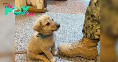 DO.”Koda’s Unforgettable Journey: Puppy Travels Over 10km to Infiltrate a U.S. Military Base in Search of Owner, Leaving Millions Surprised and Touched.”