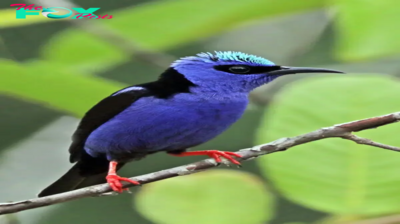 QL Great! The Blue Bird: Symbolizing the Brilliant Sky, A Heartwarming Presence ‎