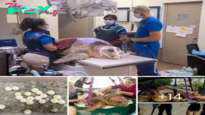 It’s a miracle. Sea turtle delivers more than 100 eggs, endures surgery after shark attack