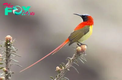 QL Flames of Beauty: The Enchanting Fire-Tailed Sunbird of Southeast Asia ‎