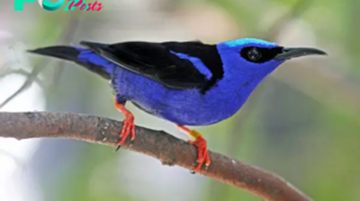 QL Red-legged Honeycreeper: A Vibrant Emblem of Central and South America’s Avian Diversity ‎