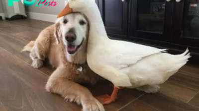 QT Dog’s Emotional Call to Preserve Friendship with Duck Resonates with Millions