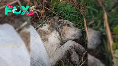 Confused Dog Dumped In Woods Helplessly Waited For A Kind Human To Hear His Cries