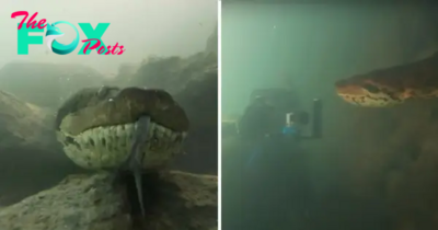 FS Dangerous encounter between the Diver and the amazingly giant Anaconda