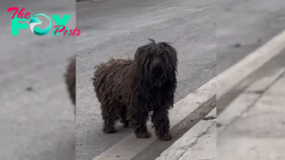 A Sad Pup Who Dragged Her Paws From Door To Door, Begging Villagers For Help Gets Rescued