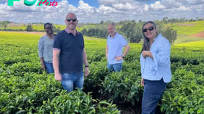 GREEN TEA: WELSH FIRM TO POWER KENYA FARMS WITH ELECTRICITY FROM TEA CLIPPINGS