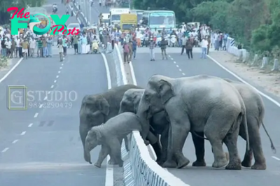.While crossing, a baby elephant is assisted by its mother, causing a traffic jam..D