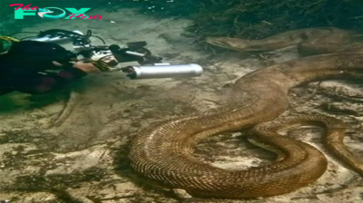 .Unforeseen Encounter: U.S. Divers Stumble Upon Massive 375-Foot Serpent Hidden Beneath Mississippi Riverbed!..D