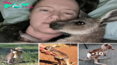 The surrogate mother is amazing! The orphaned Kangaroo constantly hugged the woman who saved him