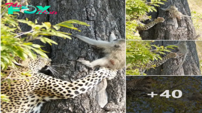 VHe’s made a monkey oᴜt of him! South African vervet is сһаѕed up a tree by a leopard before making a life-saving leap from the highest branch .nb