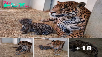 Lamz.New Hope in the Wild: Two Endangered Jaguar Cubs Born in ‘El Ocotal,’ Edomex, Sparking Conservation Efforts