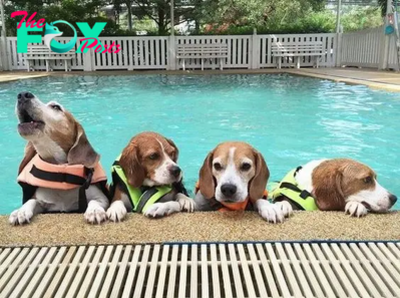 QT “Summer Kickoff: Dive into the Pool with Mighty Beagle Swim Competition”