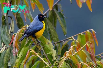 QL The Enigmatic Beauty of the Hooded Mountain-Tanager: A Spectacle of Colors ‎