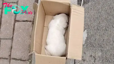 A Good Man Helps A Little Abandoned Puppy Who Was Shivering In A Box And Crying For His Mom