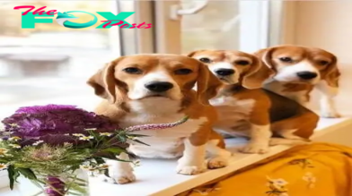 QT “Beagle Bonanza: A Paw-some Gathering of Friends for Food and Fun!”