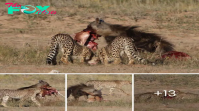 Five cheetahs were playfully playing with a Springbok one morning in Kgalagadi.nb